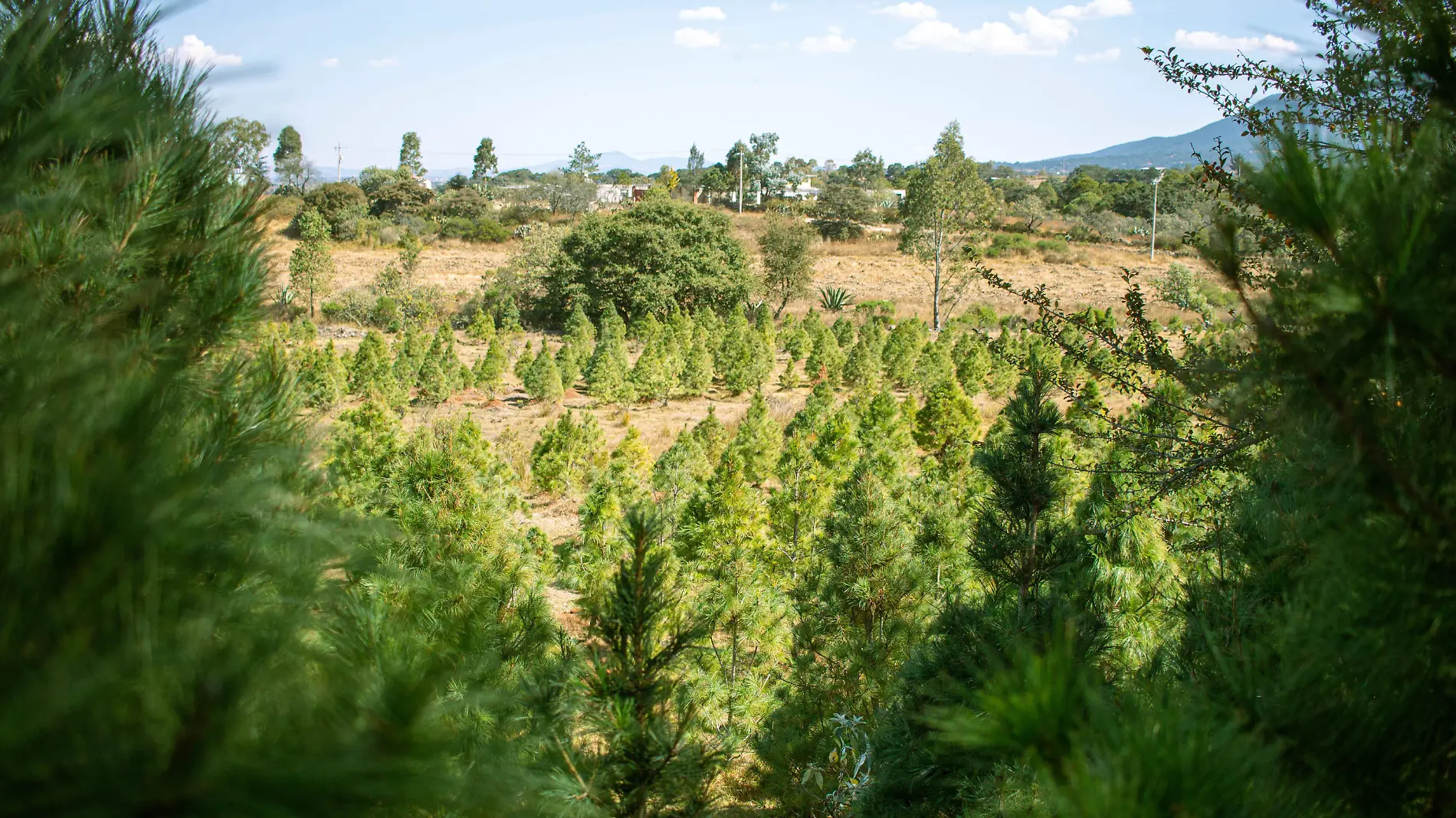 Un escenario totalmente verde se puede observar en un predio de siete hect_reas.  Constanza Escamilla.